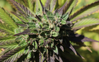 US Patent for Cannabis Juice